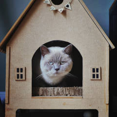 Keep your Cat Stress-Free this Christmas – Designer Cat Carriers | Designer Cat Blankets
