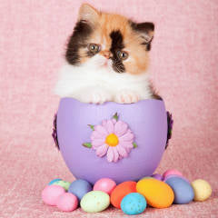 Land of Meow - Pastel your World this Easter | Designer Cat Products