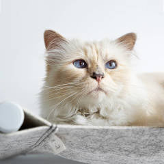 Karl Lagerfeld’s Cat Choupette launches her own Swing