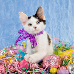 Land of Meow - Purrfect Easter
