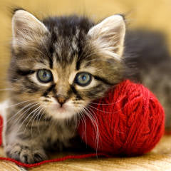 Land of Meow – Purrfect Sustainability | Designer Cat Products