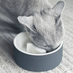 Why Luxury Cat Bowls are a Must Have Item | Designer Cat Products